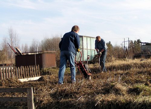 Gustav och Lennart fräser upp potatislandet