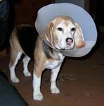 MISSLYNT beagle i lagom stor strut