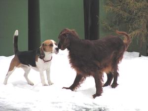 Mille och Wilma i januari 2004